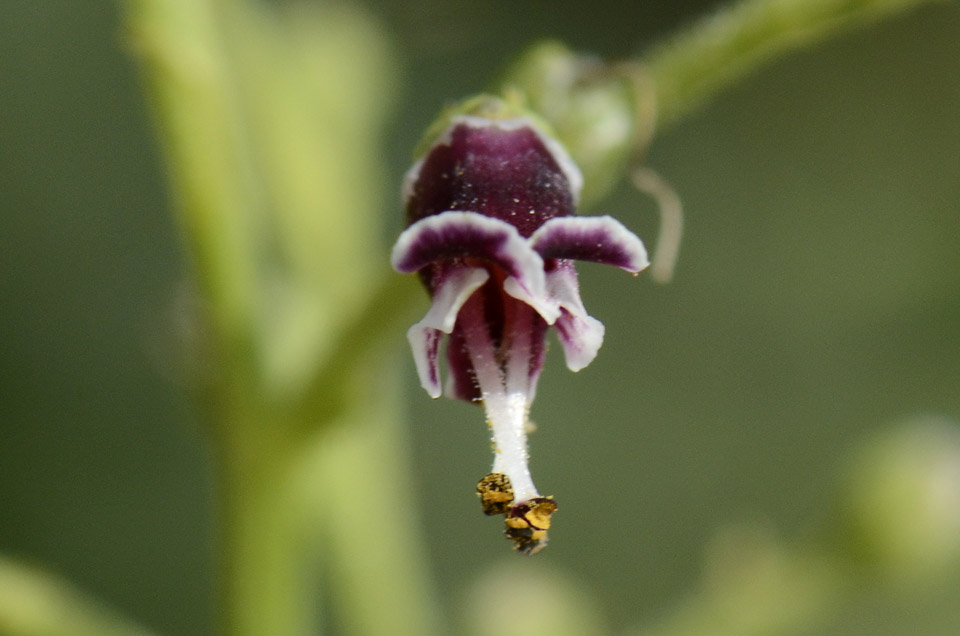 Scrophularia canina / Scrofularia comune